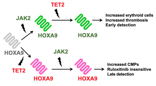 Predicting Cancer Evolution