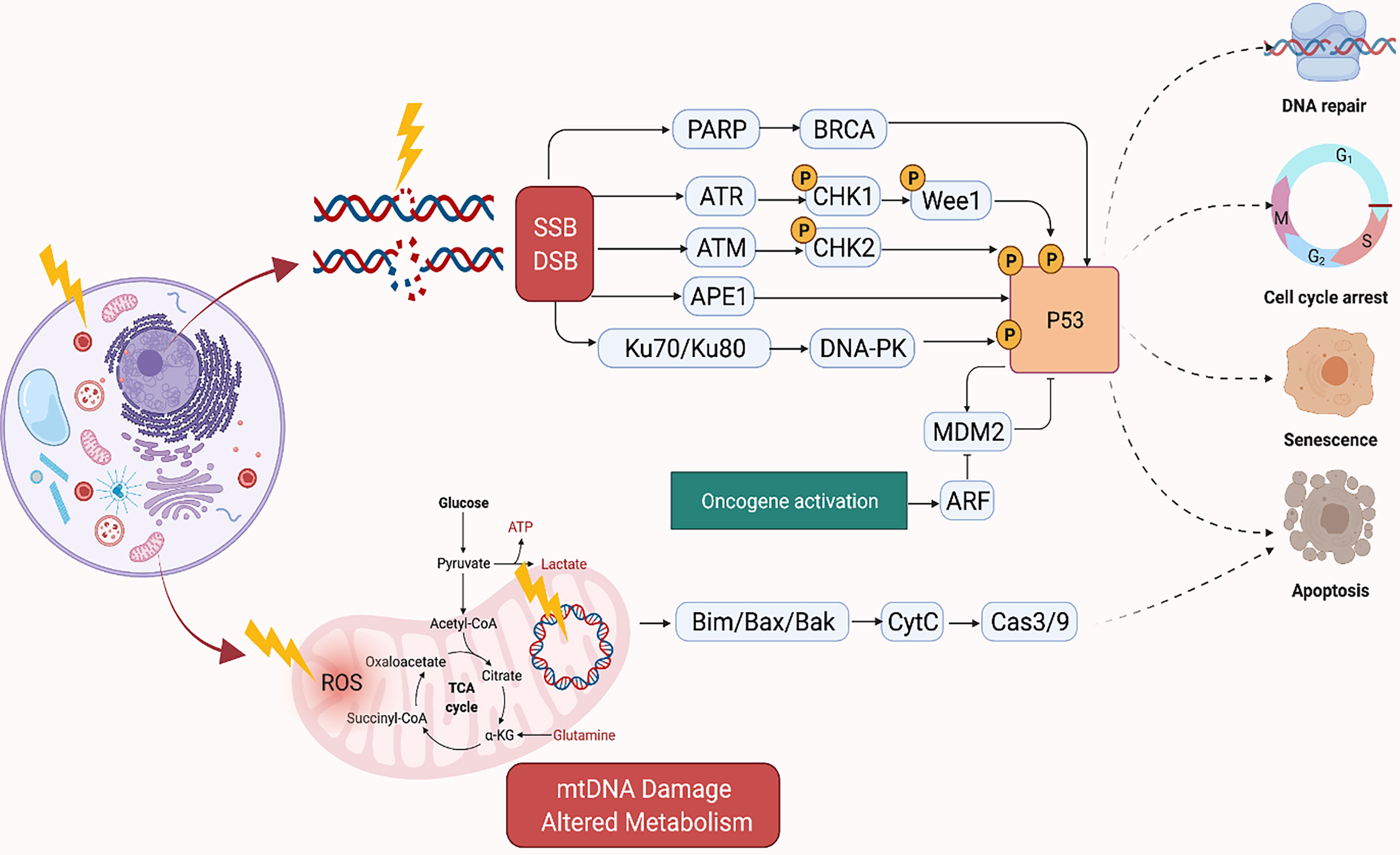 DNA Damage Repair and Radiotherapy | Matthew A. Clarke