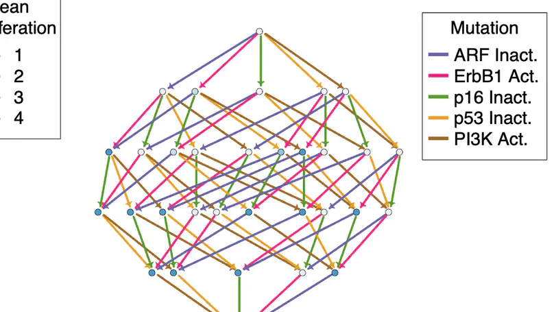 Using State Space Exploration to Determine How Gene Regulatory Networks Constrain Mutation Order in Cancer Evolution