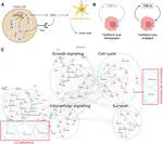 Localized immune surveillance of primary melanoma in the skin deciphered through executable modeling