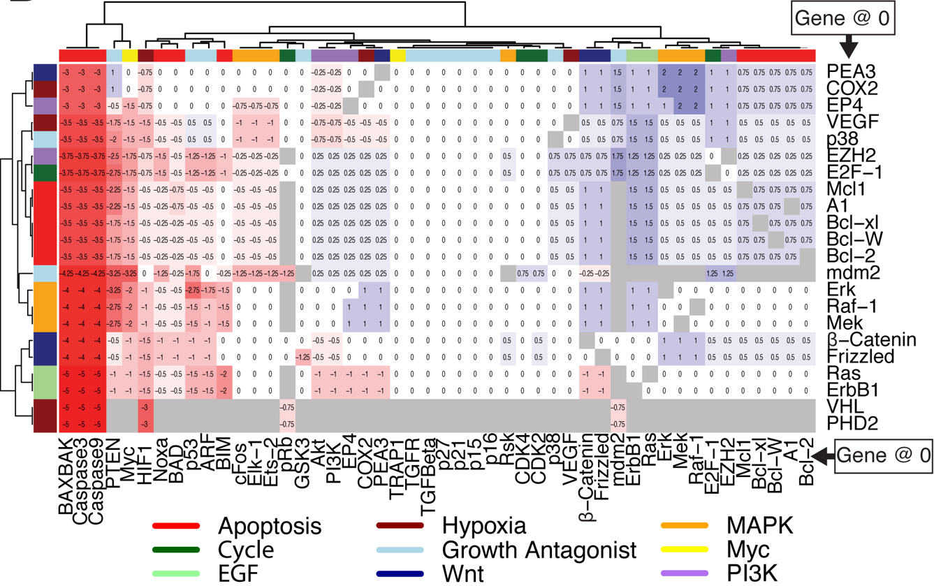 Heterogeneity of Myc expression in breast cancer exposes ...