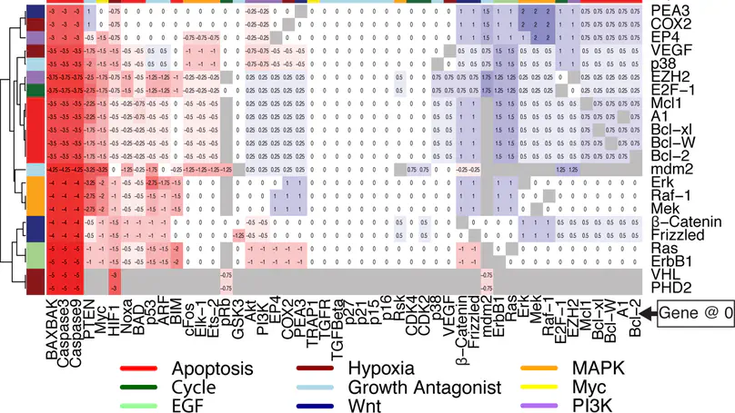 Heterogeneity of Myc expression in breast cancer exposes pharmacological vulnerabilities revealed through executable mechanistic modeling