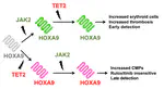 HOXA9 has the hallmarks of a biological switch with implications in blood cancers